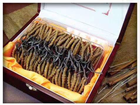 颍泉冬虫夏草回收